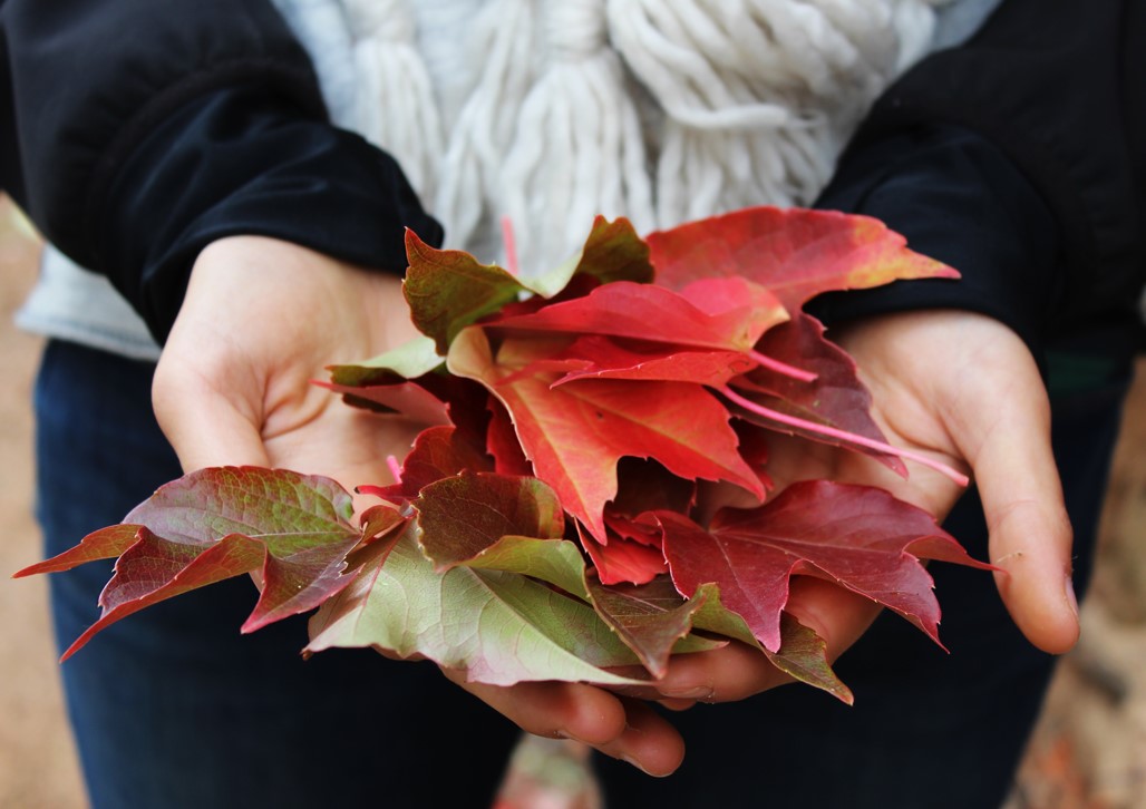 Thankful Leaves